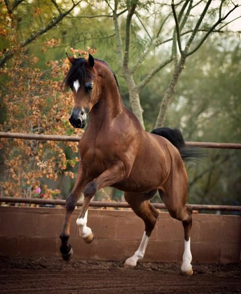 Bay Arabian stallion Bay Arabian Horse, Arabic Horse, Saddlebred Horses, Equine Anatomy, American Saddlebred Horses, Anatomy Pose, Arabian Stallions, Riding School, American Saddlebred