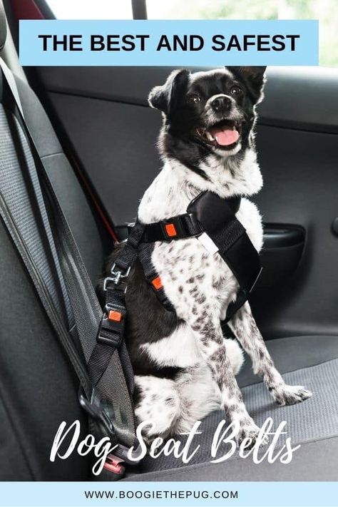 Dog In Car, Dog Car Safety, Dog Seat Belt, Dog Car Seat, Dog Seat, Sick Dog, Dog Car Seat Cover, Dog Car Seats, Dog Safety