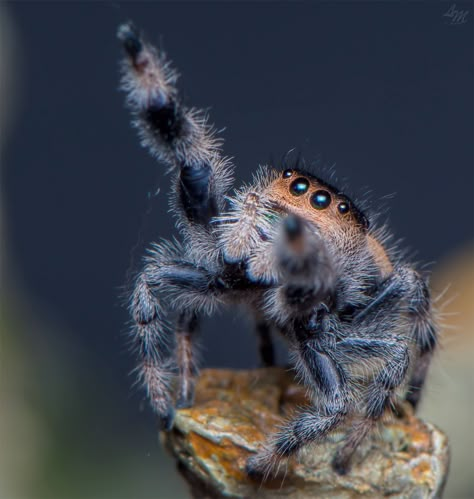 Spider Breeds, Funny Spider Pictures, Spider Molting, Jumping Spider Cute, Jumping Spider Pet, Bold Jumping Spider, Unique Spiders, Spider Bites Piercing, Pretty Spiders