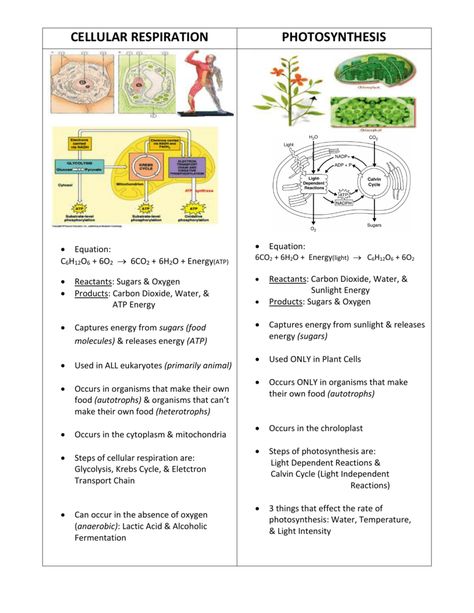 Free essays, homework help, flashcards, research papers, book reports, term papers, history, science, politics Photosynthesis Notes Biology, Cellular Respiration Notes Biology, Photosynthesis Notes, Cellular Respiration Activities, Respiration In Plants, Cellular Respiration And Photosynthesis, Photosynthesis Projects, Photosynthesis Lab, Photosynthesis Activities