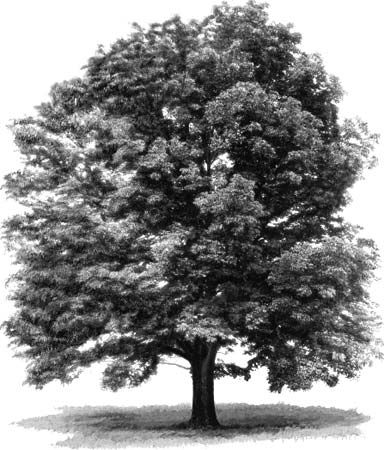 Photograph:The white ash (Fraxinus americana) supplies wood for veneer and baseball bats. It has gray bark. Ash Tree Drawing, Ash Tree Tattoo, Fraxinus Americana, Landscape Pencil Drawings, Pencil Trees, Trees Art, Tree Drawings Pencil, Tree Sketches, Ash Tree