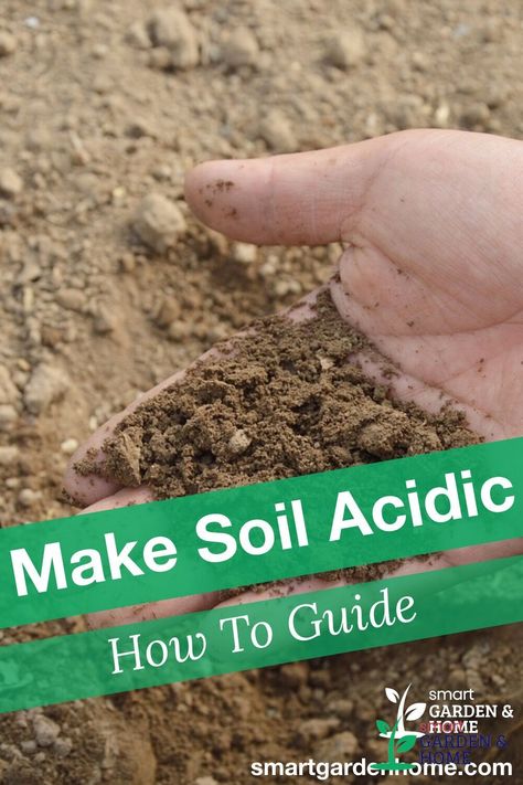 When preparing soil for your garden, know that different plants have different needs. But in general, most plants likes a soil that is slightly more acidic. Find out how to make Soil Acidic. https://smartgardenhome.com/gardening-how-to/prepare-soil/make-acidic/?utm_source=pinterest&utm_medium=smartgardenhome&utm_campaign=publer #acidicsoil Organic Insecticide, Acidic Soil, Healthy Soil, Organic Pesticide, Acid Loving Plants, Organic Vegetable Garden, Smart Garden, Old Garden, Soil Testing