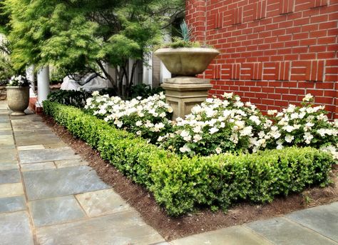 white out roses bordered with korean boxwoods Boxwood And Roses Landscaping, Roses And Boxwood Front Yards, Boxwoods And Roses, Front Yard Boxwood Landscaping, White Drift Roses, Boxwood And Roses, Roses And Boxwood, Boxwood Border, Korean Boxwood