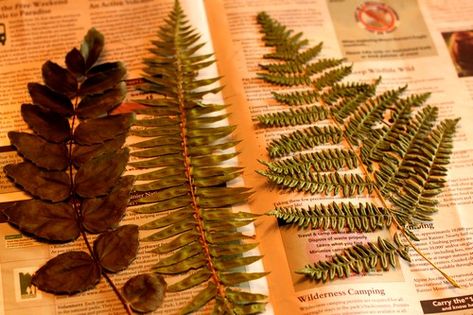 How to Dry Ferns for Framed Botanicals Perserving Flowers, Pressing Flowers, Pressed Flower Crafts, Fern Frond, Fern Leaves, Found Object Art, Bathroom Plants, Botanical Decor, Framed Botanicals