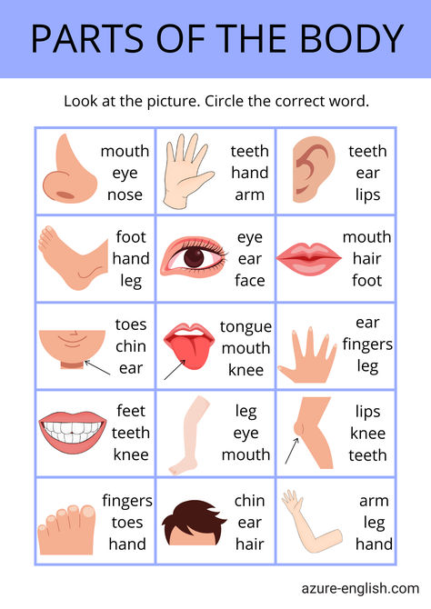 Boost your knowledge of human anatomy with this engaging body parts worksheet! This multiple choice quiz is perfect for students and teachers alike, providing a fun way to learn about the different parts of the body. Ideal for classroom activities, homeschooling, or just for curious minds, this worksheet covers essential vocabulary related to anatomy. Test your understanding and enhance your learning experience while exploring the fascinating world of body parts! Part Of Body Worksheet, Body Parts Worksheet, Human Body Vocabulary, Kids Learning Alphabet, Verb To Be, Learning Alphabet, English Phrases Sentences, Grammar Skills, Human Body Parts