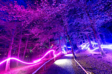 Celestial Disco, Woods Craft, Forest Reference, Neon Forest, Ethereal Forest, Light Fest, Enchanted Forest Theme, Dream Villa, Art Park