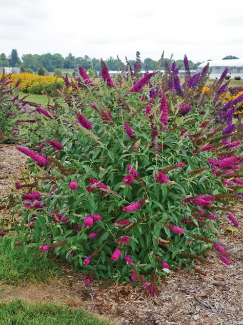 Landscaping Plants Front Yard, Front Yards Landscape, Butterfly Bush Care, Front Yard Fence Ideas, Yard Fence Ideas, Patio Front Yard, Butterfly Bushes, Front Yard Porch, Summer Planting