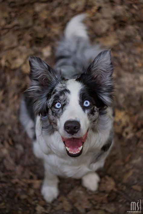 Border Collie Merle, Nanny Dog, Australian Shepherd Dogs, Herding Dogs, Pretty Dogs, Best Dog Breeds, Blue Merle, Collie Dog, Border Collies