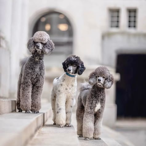 Inspired by @3poodlebrothers SpoodlesDoodles: Tall Tails and Short Stories Handcrafted by theHuman ETSY @spoodlesdoodlesart #dogart #poodleart #customart #holidaygifts #giftsfordoglovers . #ilovemypoodle #twopoodlestalking #theHumanponders #welovethehuman #longsnoot #lesssniffingmorewalking #papereatersannonymous #ournotsobrighthuman #poodlesofInstagram #standardpoodlesofinstagram #shenanigans #blackstandardpoodles #dogsofinstagram . THE ORIGINAL #SpoodlesDoodles - Tails of a Two-Dog Night... Standard Poodle Colors, Standard Poodle Haircut Styles, Toy Poodle Haircut Teddy Bears, Poodle Styles, Labradoodle Vs Goldendoodle, Girls Spa Day, Poodle Hairstyles, Poodles Standard, Toy Poodle Haircut