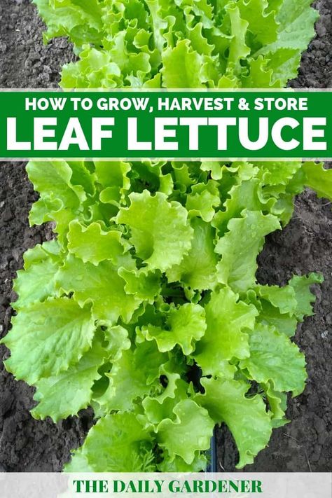 Growing Leaf Lettuce: An Oldest Salad You Eat Everyday Leaf Lettuce Recipes, Lettuce Storage, Growing Lettuce Indoors, Lettuce Growing, Leaf Lettuce, Growing Lettuce, Growing Greens, Vegetable Garden Diy, Diy Raised Garden