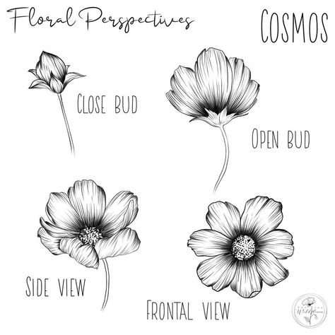 604 Likes, 20 Comments - Jen | Floral and Animal Art (@thetinywildflower) on Instagram: “Cosmos Floral Perspectives for today’s @floralsyourway prompt!⠀⠀⠀⠀⠀⠀⠀⠀⠀ .⠀⠀⠀⠀⠀⠀⠀⠀⠀ .⠀⠀⠀⠀⠀⠀⠀⠀⠀…” Cosmos Tattoo, Paper Flower Ideas, Flower Line Drawings, Flower Drawing Tutorials, Birth Flower Tattoos, Cosmos Flowers, Flower Drawings, Flower Art Drawing, Flower Sketches