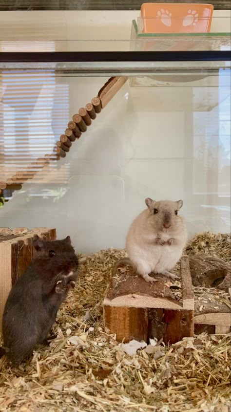 Cute Gerbils, Gerbil Enclosure, Pet Gerbils, Gerbil Habitat, Gerbil Cage Ideas, Gerbil Cages, Mouse Cage, Hamster Stuff, Bunny Room