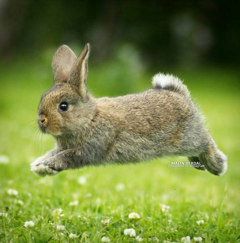 Rabbit Jumping, Rabbit Pictures, Rabbit Run, Bunny Pictures, Baby Bunnies, Cute Animal Pictures, Cute Creatures, Sweet Animals