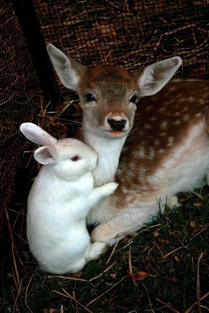 . Regnul Animal, Bambi And Thumper, White Rabbits, Animals Friendship, Baby Animals Pictures, Cutest Animals, Cute Creatures, Sweet Animals, Funny Animal