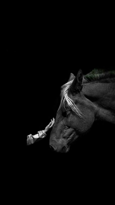 Horse Wallpaper, Horse Aesthetic, Horse Love, A Horse, Iphone Wallpaper, A Black, Wallpapers, My Saves, Black And White