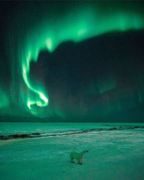 Northern Lights And Polar Bears, Polar Bear Northern Lights, Northen Light, Churchill Manitoba, Northern Lights Photography, Polar Lights, Polar Night, Northern Light, Aurora Borealis Northern Lights