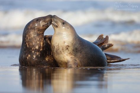 Grey Seals (Halichoerus grypus) photographed back in 2006 on the Lincolnshire coast. Taken on my old Canon 1DmkII body with an 8.2MP sensor… Goopy Eyes, Cute Animals Together, Elephant Seals, Animals Together, Grey Seal, Elephant Seal, Cute Seals, Baby Seal, Seal Of Approval