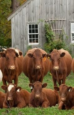 Beautiful !!! \O/ Cattle Pictures, Gado Leiteiro, Domesticated Animals, Cow Stuff, Farm Living, Dairy Cow, Adorable Babies, Cow Calf, Butcher Shop