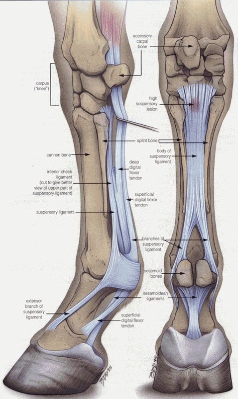 Lower Front Leg Equine Science, Equine Anatomy, Leg Anatomy, Equine Veterinary, Horse Information, Horse Knowledge, Vet Medicine, Horse Facts, Horse Info