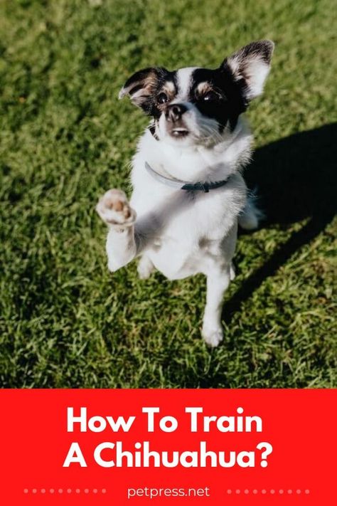 Looking for tips on how to train your chihuahua? Discover the essential tips and tricks you need to ensure successful training of your pup. #trainingachihuahua #chihuahuatraining #dogtraining Chihuahua Puppy Training, Pig Treats, Chihuahua Training, Chihuahua Breeds, Chihuahua Owner, Puppy Stages, Crate Training Puppy, Training Puppy, Dog Enrichment