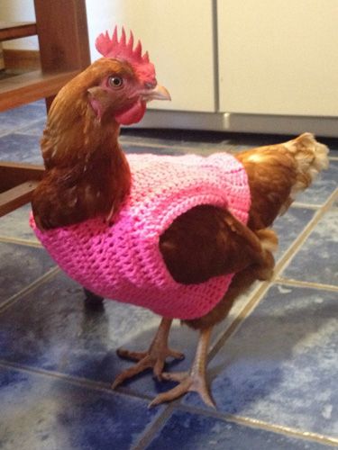 Chicken Aesthetic, Chicken Clothes, Chicken Saddle, Chicken Sweater, Chicken Drawing, Chicken Hats, Fancy Chickens, Beautiful Chickens, Crochet Chicken