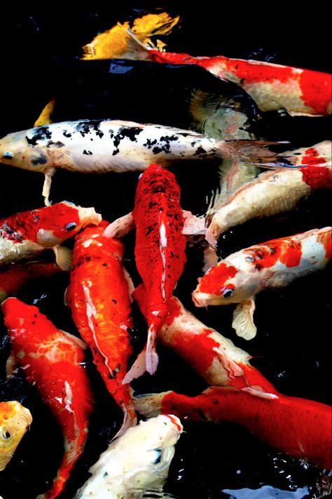 Carpe koi Carpe Koi, Red Fish, Art Plastique, Carp, Scales, Koi, Fish, Japan, Red