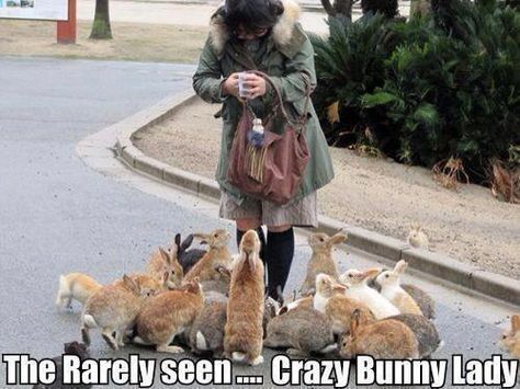 Bunny meme | Bunny Meme*day Crazy Bunny Lady, Rabbit Island, Somebunny Loves You, Bunny Lady, Picture Captions, Hiroshima, Funny Animal Pictures, Crazy Cat Lady, Crazy Cats