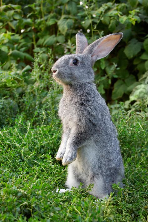 Cautiousness. Image of cautious rabbit standing in green grass in summer , #sponsored, #cautious, #rabbit, #Cautiousness, #Image, #grass #ad Nature Reference Photos, Art Reference Animals, Rabbit Standing, Pooh Shiesty, Rabbit Images, Bunny Images, Wild Rabbit, Rabbit Run, Rabbit Illustration