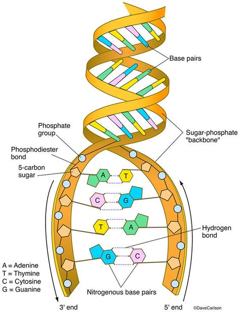 Evolution & Genetics | Carlson Stock Art Dna Diagram, Dna Model Project, Dna Worksheet, Dna Lab, Tattoo Memes, Biology Diagrams, Dna Structure, Bio Notes, General Biology