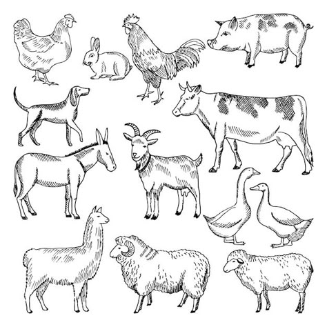 Farm Animal Illustration, Cow Sketch, Cow Drawing, Drawing Ideas Color, Zestaw Ikon, Farm Animal Coloring Pages, Animal Drawings Sketches, Farm Logo, Sheep Farm