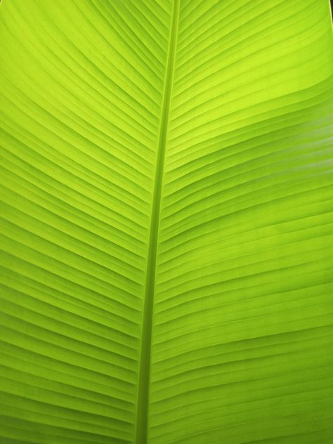 Photo by me 😁 Banana Leaf Texture, Al Haram, Masjid Al Haram, Leaf Illustration, Green Banana, Leaf Texture, Banana Leaves, Food Logo, Leaf Background