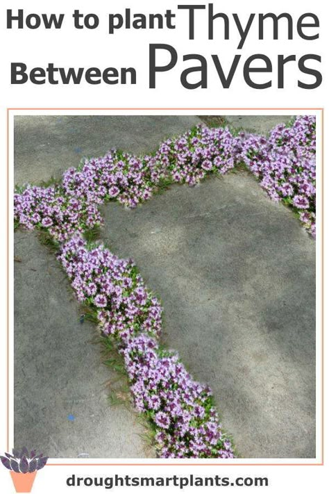 Creeping Thyme Driveway, Creeping Thyme Pathway, Between Pavers Plants, Flagstone Pathway With Moss, Creeping Thyme Walkway, Plants To Grow Between Pavers, Creeping Thyme Patio, Groundcover Between Pavers, Creeping Thyme Stepping Stones