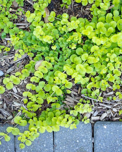 Garden Porch Ideas, Creeping Jenny Plant, Garden List, Rock Wall Gardens, Flowers For Summer, Tropical Garden Plants, Summer Planter, Front Flower Beds, Flowers In Pots