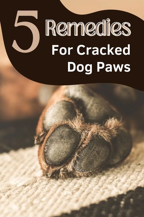 Dog Pads Care Diy, How To Soften Dog Paw Pads, Cracked Paws Remedy, Dog Paw Remedies, English Black Lab, Dry Dog Paws, Dog Yeast Infection Ear, Dog Paw Protection, Dog Paw Care