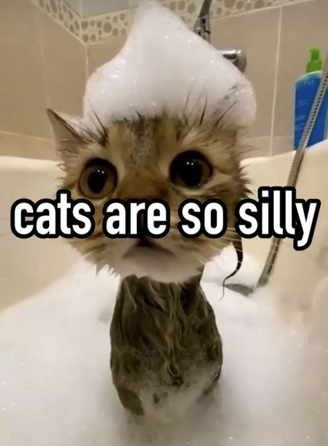 #silly #cat #whisper Funny Wet Cat, Cat Whisper, Animal Whisperer, Cat Whisperer, Wet Cat, Silly Goose, Cute Wild Animals, Cat Sick Meme, Meow Meow