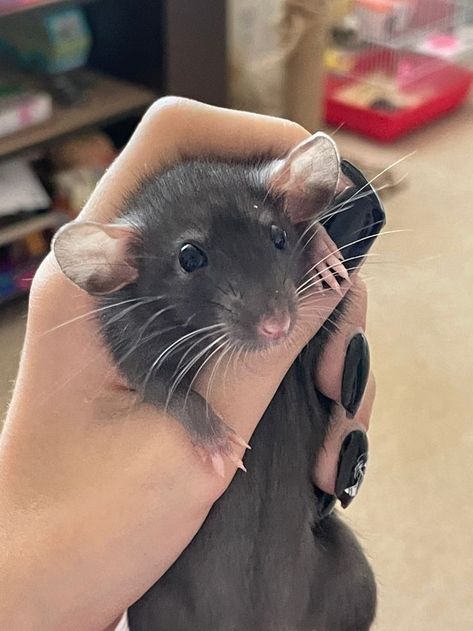 Pet Rats Cute, Rats Cute, Cute Animal Pfp, Rat Cute, Rat Pet, Funny Animal Pics, Rattus Rattus, Animal Pfp, Cute Animal Character