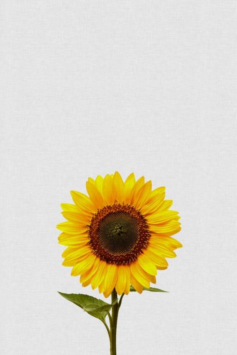 Sunflower Iphone Wallpaper, Sunflower Pictures, Sunflower Tattoos, Sunflower Wallpaper, Orchid Care, Still Life Art, Sleeve Tattoo, I Wallpaper, Wrist Tattoos