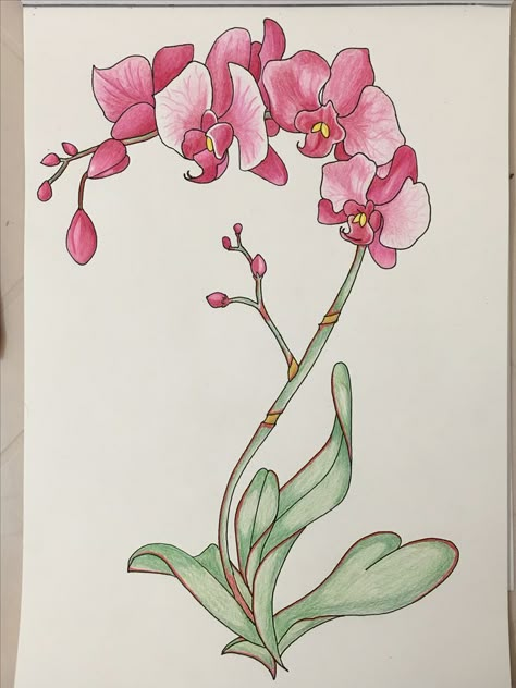 Orkid Flower Drawing Easy, Orchids Drawing Simple, Orkid Drawing, Orchid Art Drawing, Simple Orchid Painting, Orchid Flower Drawing Simple, How To Draw Orchids, Orchid Drawing Simple, Orchid Flower Drawing