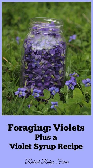 Rabbit Ridge Farm: Foraging: Violets Plus a Violet Syrup Recipe Violet Syrup, Edible Flowers Recipes, Wild Food Foraging, Foraging Recipes, Edible Wild Plants, Foraged Food, Herbal Recipes, Healing Plants, Wild Edibles