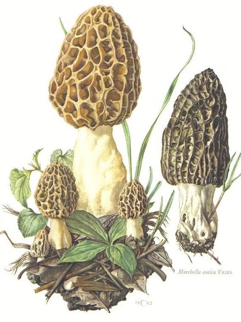 Morel Mushrooms Art, Fungi Illustration, Mushroom Paint, Mushroom Pictures, Mushroom Drawing, Morel Mushroom, Illustration Botanique, Mushroom Decor, Scientific Illustration