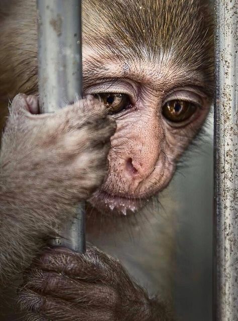 Some zoos care, most do not! “@NoalosZoo: #AnimalRights #CloseTheZoo - I will never go home!  NUNCA VOLVERÉ A CASA. ”" Animal Experiments, Animal Liberation, Stop Animal Cruelty, A Monkey, Cane Corso, Primates, Animal Welfare, Animal Rights, My Heart Is Breaking