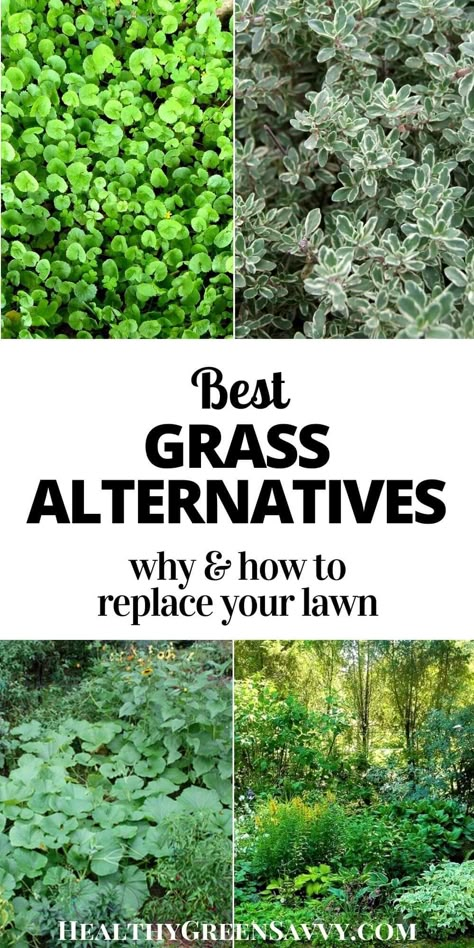 Grass Alternatives, Moss Lawn, Replace Lawn, Clover Lawn, Grass Alternative, Tattoo Plant, No Grass Backyard, Lawn Alternatives, Summer Gardening