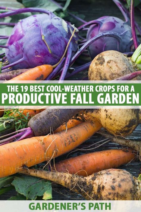 Cold Weather Crops, Landscape Rock Ideas, Harvest Aesthetic, Homestead Garden Layout, Fall Crops, Tattoo Plant, Fall Crop, Landscape Rock, Fall Gardening