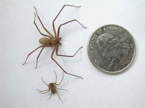 The standard size of a brown recluse is smaller than a quarter. It's marked by the violin shape on the back (the neck of the violin points down to the body) and the six eyes. Image: brown-recluse.com Venomous Spiders, Dangerous Spiders, Poisonous Spiders, Brown Recluse Spider, Recluse Spider, Spiders And Snakes, Spider Venom, Desert Gardening, Brown Recluse