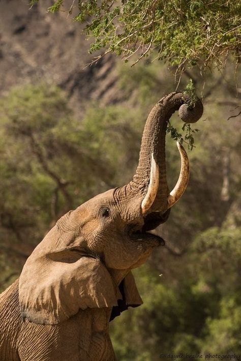 Elephant Reference, African Wildlife Photography, Elephant Backpack, Elephant Facts, Elephant Canvas Art, African Bush Elephant, Elephant Photography, Beautiful Elephant, Elephant Pillow