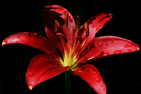 Red Tiger Lily Red Black Aesthetic Icon, Sade Aesthetic Pictures, Tiger Lily Aesthetic, Summer Red Aesthetic, Aesthetic Ipad Widgets, Flower Icon Aesthetic, Red Wallpaper Ipad, Red Flower Aesthetic, Lilies Aesthetic