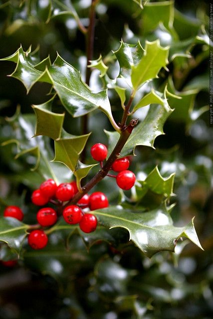 holly leaves and holly berries - _MG_5338 | used here, here … | Flickr Holly Plant, Holly Tree, Meteor Garden 2018, Magic Garden, Garden Route, Holly Berry, Olive Garden, Kew Gardens, Holly Berries