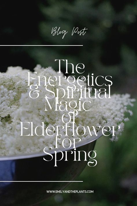 As we step into May the plant world around us is bursting into life, the hedgerows are full of Hawthorn blossoms, and this means the seasons Elder flower blossom isn’t far behind.  This is one of my favourite times of year, and elderflowers gentle healing and energy is one of my favourites to work with, and is always highly anticipated  Here are tips on elderflower foraging, its properties for health and healing AND a simple recipe for making elderflower cordial. Plant Meanings, Elderflower Recipes, Plant Remedies, Elder Flower, Cordial Recipe, Flowers Recipes, Herbal Health, Edible Flowers Recipes, Elderflower Cordial