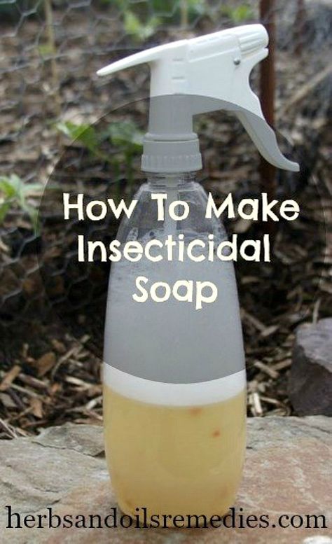 Insecticide For Plants, Homemade Bug Spray Recipe, Garden Bug Spray, Aphid Spray, Bug Spray For Plants, Homemade Insecticide, Homemade Bug Spray, Diy Bug Spray, Bug Spray Recipe