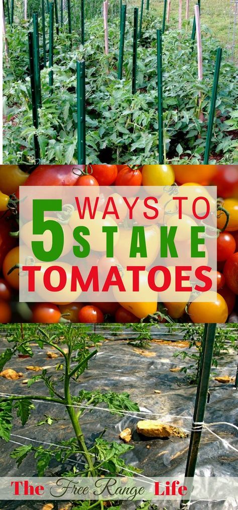 Tomato Support, Growing Tomato, Tips For Growing Tomatoes, Growing Organic Tomatoes, Tomato Trellis, Growing Tomato Plants, Lavender Lotion, Growing Tomatoes In Containers, Organic Vegetable Garden